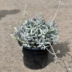 Kotyledón (Cothyledon) ´SILVER PEAK´ - výška 30 cm, Ø 40-50 cm, kont. C12L
